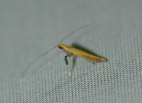 Caloptilia rufipennella